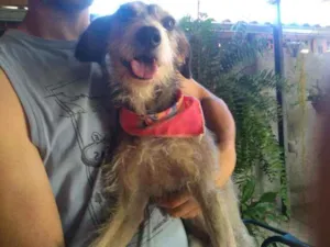 Cachorro raça Vira lata idade 3 anos nome Fofinha