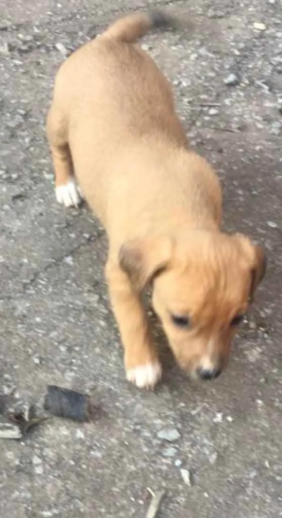 Cachorro ra a Mestiça  idade 2 a 6 meses nome Dandara 