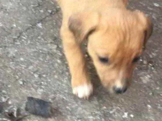 Cachorro ra a Mestiça  idade 2 a 6 meses nome Dandara 