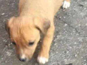 Cachorro raça Mestiça  idade 2 a 6 meses nome Dandara 