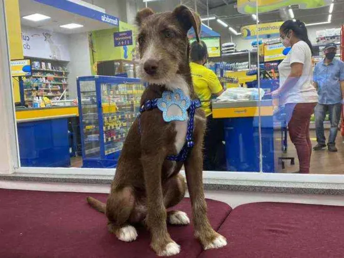 Cachorro ra a SRD idade 2 a 6 meses nome Cauã 