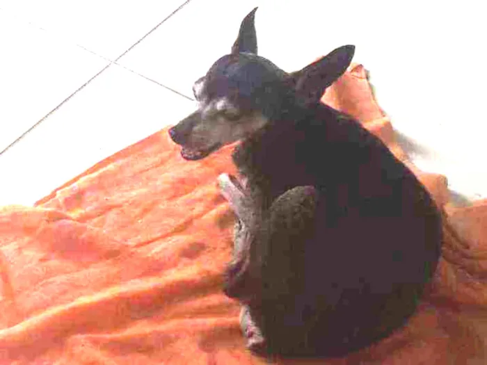 Cachorro ra a Pinscher  idade 6 ou mais anos nome ZAION 