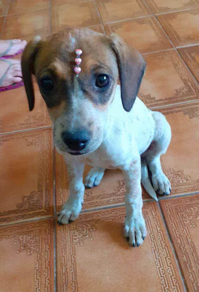 Cachorro ra a Srd idade 2 a 6 meses nome Juju