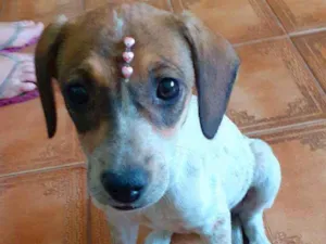 Cachorro raça Srd idade 2 a 6 meses nome Juju