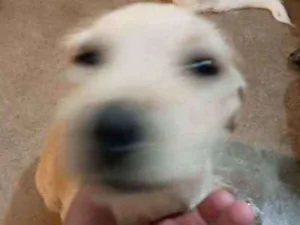 Cachorro raça RND idade 2 a 6 meses nome Margareth