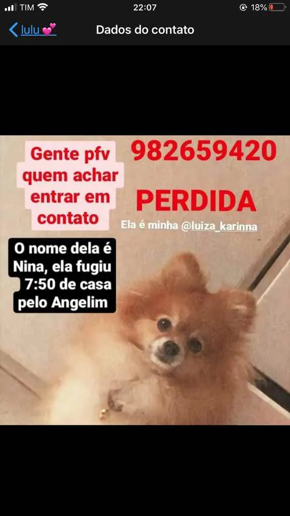 Cachorro ra a Lulu da pomerania  idade 2 anos nome Nina