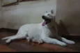 Piva