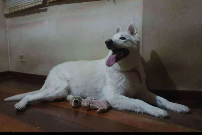 Cachorro ra a samoiedo idade 3 anos nome Piva
