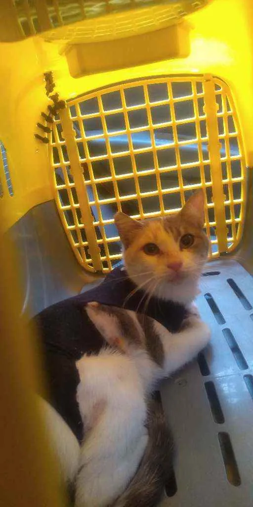 Gato ra a SRD idade 3 anos nome Aurora