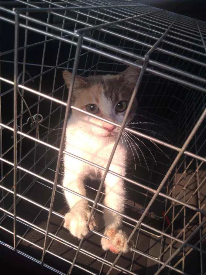 Gato ra a SRD idade 3 anos nome Aurora