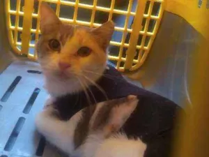 Gato raça SRD idade 3 anos nome Aurora