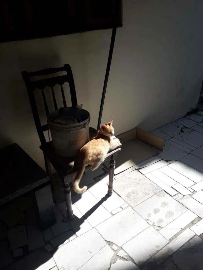 Gato ra a Não tem... idade 1 ano nome Ambos