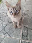 Cabeludo