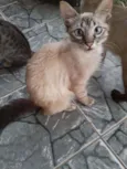 Cabeludo