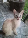 Cabeludo