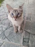 Cabeludo