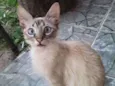 Cabeludo