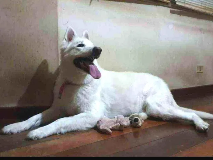 Cachorro ra a samoiedo idade 3 anos nome Piva