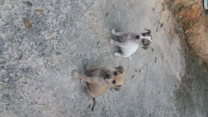 Cachorro ra a Labrador com vira lata  idade Abaixo de 2 meses nome Sem nomes