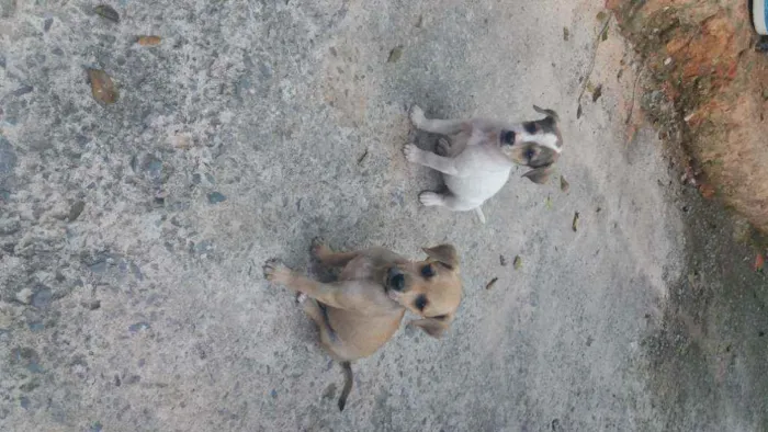 Cachorro raça Labrador com vira lata  idade Abaixo de 2 meses nome Sem nomes