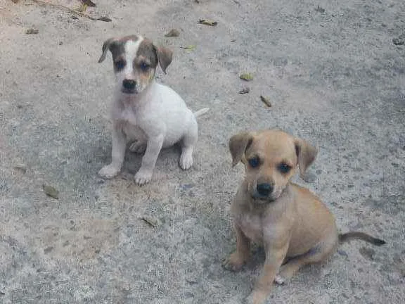 Cachorro raça Labrador com vira lata  idade Abaixo de 2 meses nome Sem nomes