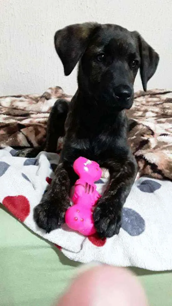 Cachorro ra a Labrador  idade 2 a 6 meses nome Cacau 