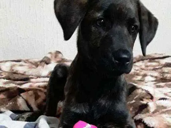 Cachorro ra a Labrador  idade 2 a 6 meses nome Cacau 