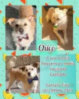 Chico
