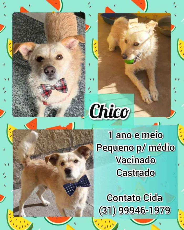 Cachorro raça SRD idade 1 ano nome Chico