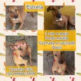 Estrela