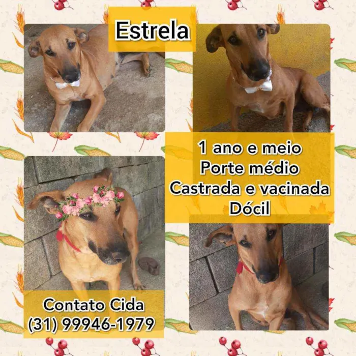 Cachorro raça SRD idade 1 ano nome Estrela