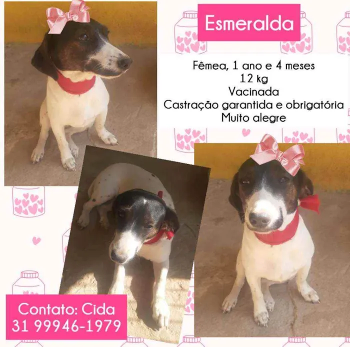 Cachorro raça SRD idade 1 ano nome Esmeralda