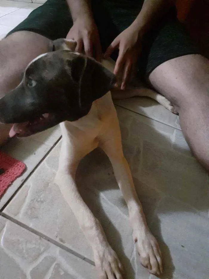 Cachorro ra a Vira lata  idade 2 a 6 meses nome Thor