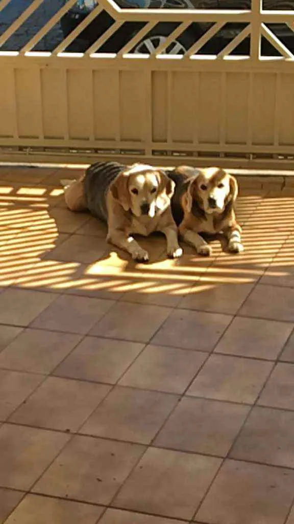 Cachorro ra a Beagle idade 7 a 11 meses nome Pingo