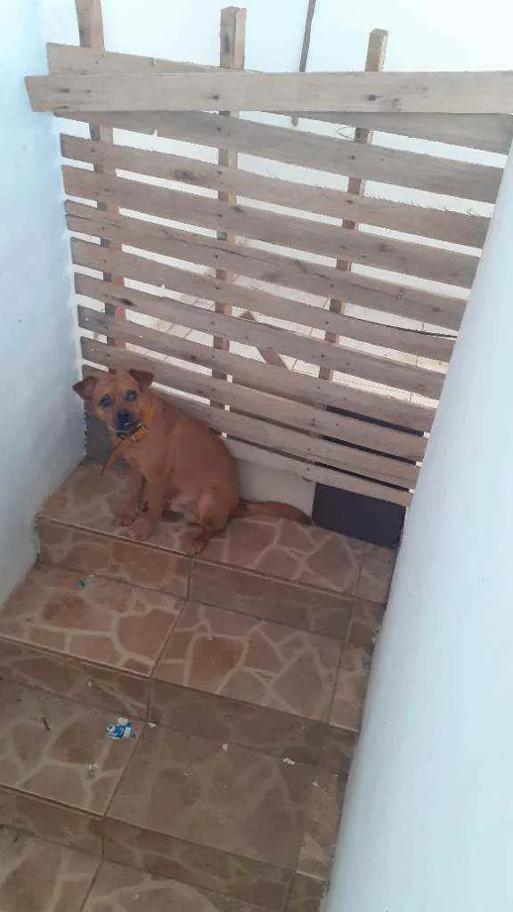 Cachorro ra a Vira lata idade 1 ano nome Spaike