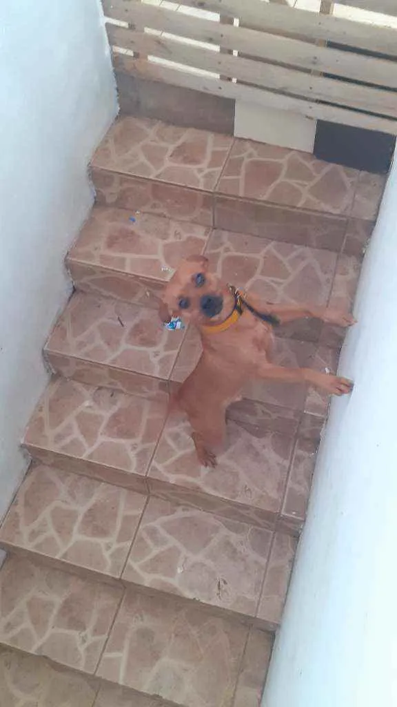 Cachorro ra a Vira lata idade 1 ano nome Spaike