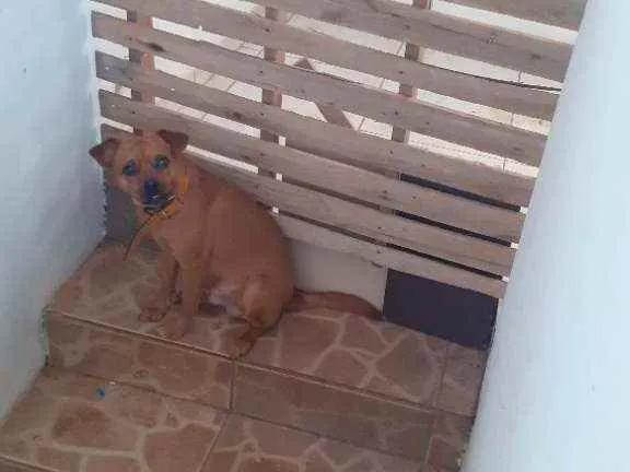 Cachorro ra a Vira lata idade 1 ano nome Spaike