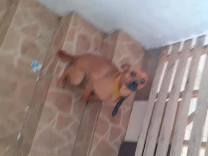 Cachorro ra a Vira lata idade 1 ano nome Spaike