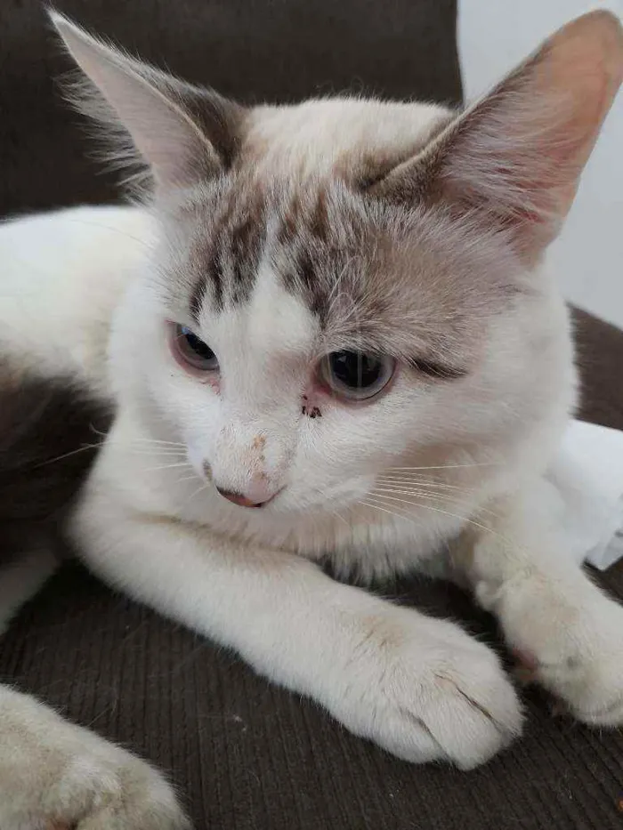 Gato ra a Não definida idade 7 a 11 meses nome SIMBA 