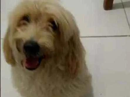 Cachorro ra a Puldo idade 6 ou mais anos nome Tanaka