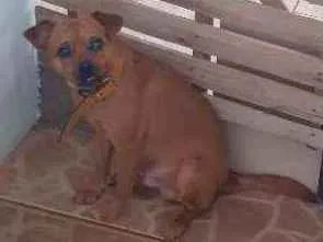 Cachorro raça Vira lata idade 1 ano nome Spaike