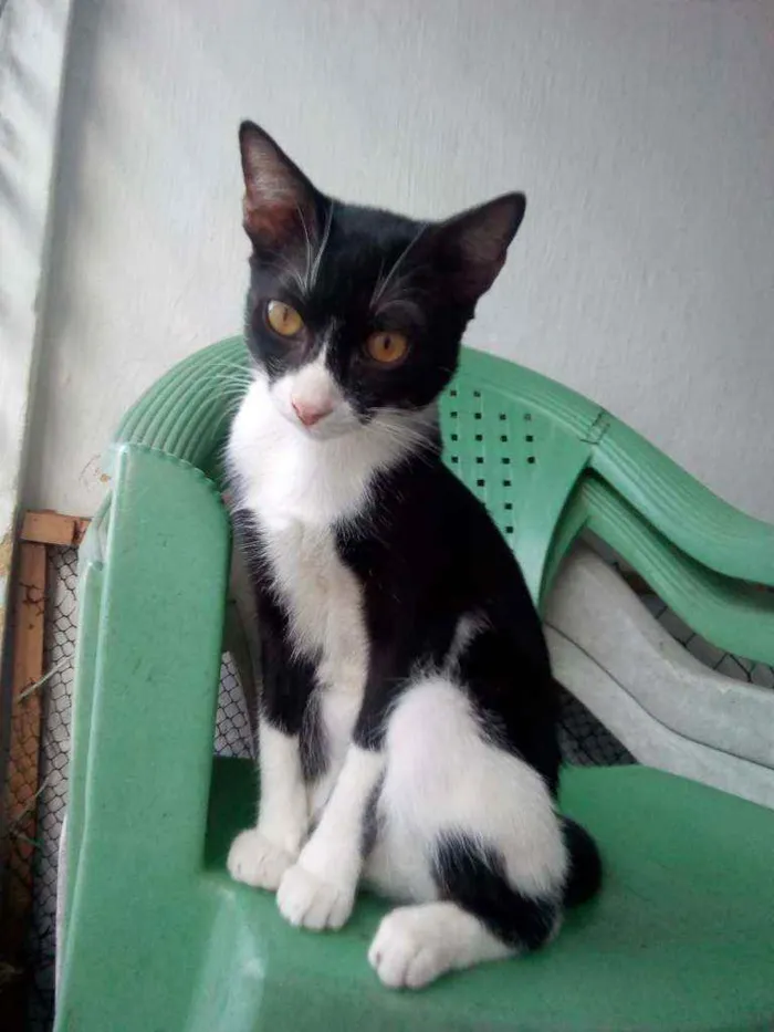 Gato ra a Sem raça definida  idade 7 a 11 meses nome Sem nome