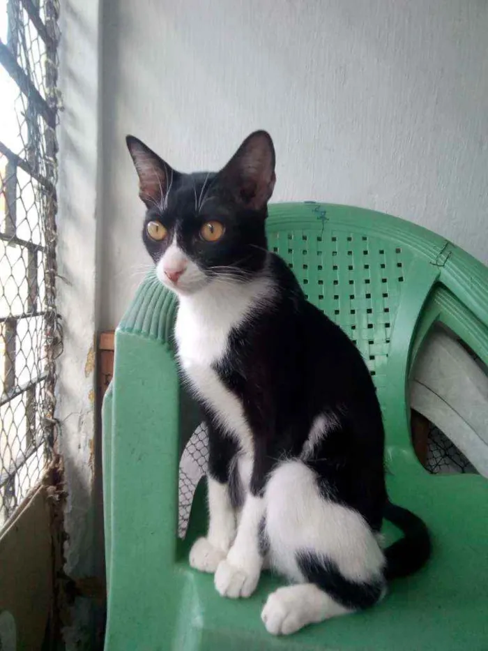 Gato ra a Sem raça definida  idade 7 a 11 meses nome Sem nome
