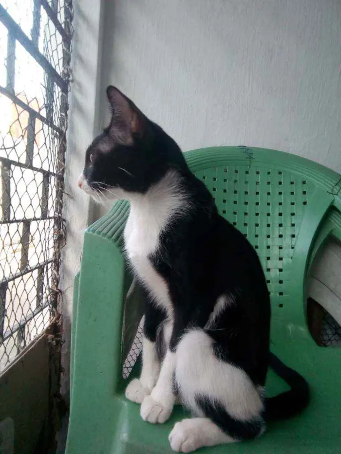 Gato ra a Sem raça definida  idade 7 a 11 meses nome Sem nome