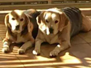 Cachorro raça Beagle idade 7 a 11 meses nome Pingo