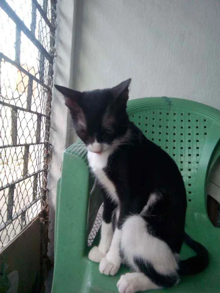 Gato ra a Sem raça definida  idade 7 a 11 meses nome Sem nome