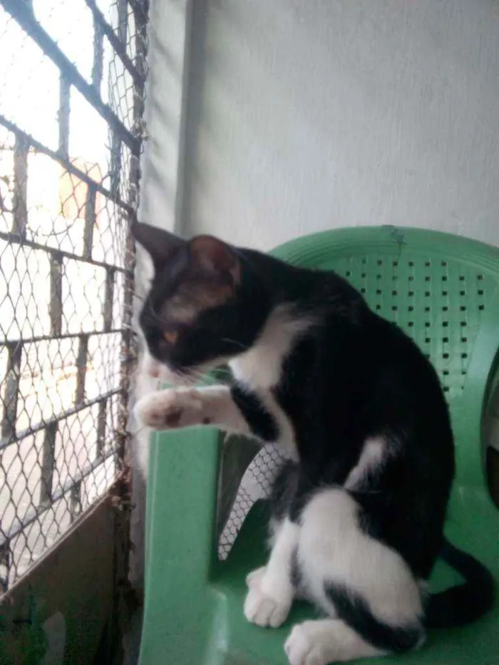 Gato ra a Sem raça definida  idade 7 a 11 meses nome Sem nome
