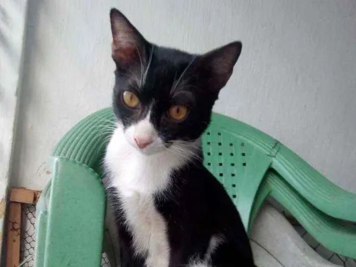 Gato ra a Sem raça definida  idade 7 a 11 meses nome Sem nome