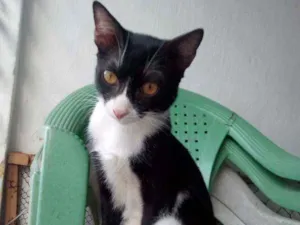 Gato raça Sem raça definida  idade 7 a 11 meses nome Sem nome