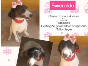 Cachorro raça SRD idade 1 ano nome Esmeralda